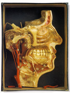Modelo en cera de la anatoma de la boca. Procede del Museo Anatmico de la Facultad de Medicina de Valencia