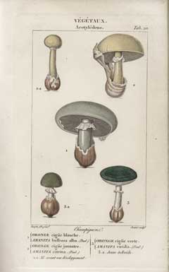 Grabados del Traité de médecine légale. Atlas, de Mateo Buenaventura Orfila (1848)