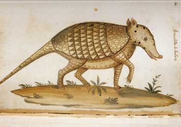 Armadillo, Cdice Pomar
