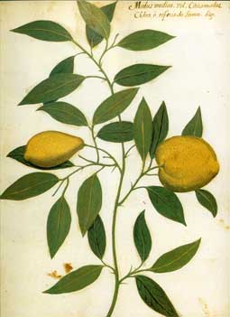 Citrus medica, del Cdice Pomar