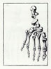 Lmina  3
