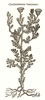 Chrysanthemum Valentinum