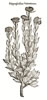 Hippoglosum Valentinum