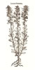 Linaria Valentina