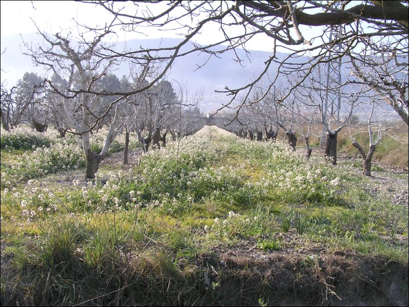 Primavera