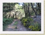 ruta_mases(02) * Camino en el monte Pina