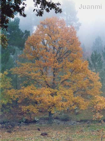 arbol_color automatico01