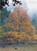 arbol_color automatico01