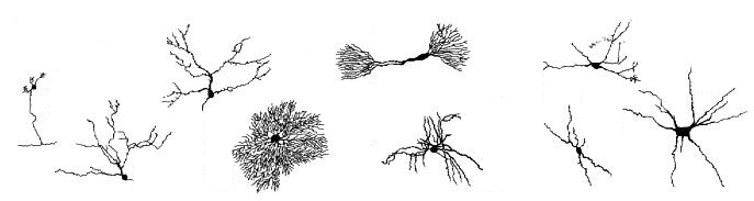 Diversos tipos de neuronas