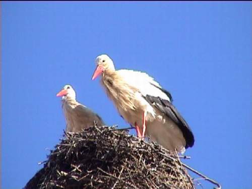 Golondrina comn