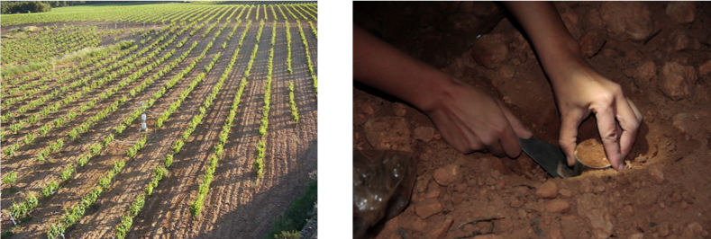Vines_Ana.png Vines_Ana.png