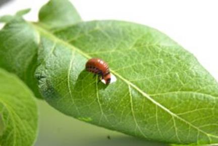 Escarabajo