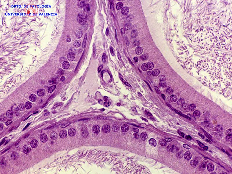 Epididimo