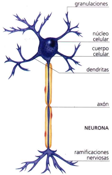 Esquema, Aparatos y sistemas del cuerpo humano