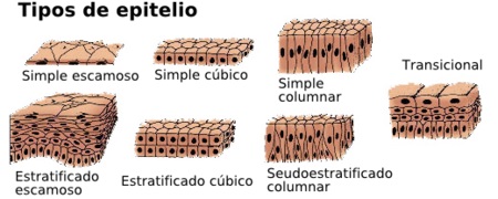 El cuerpo humano