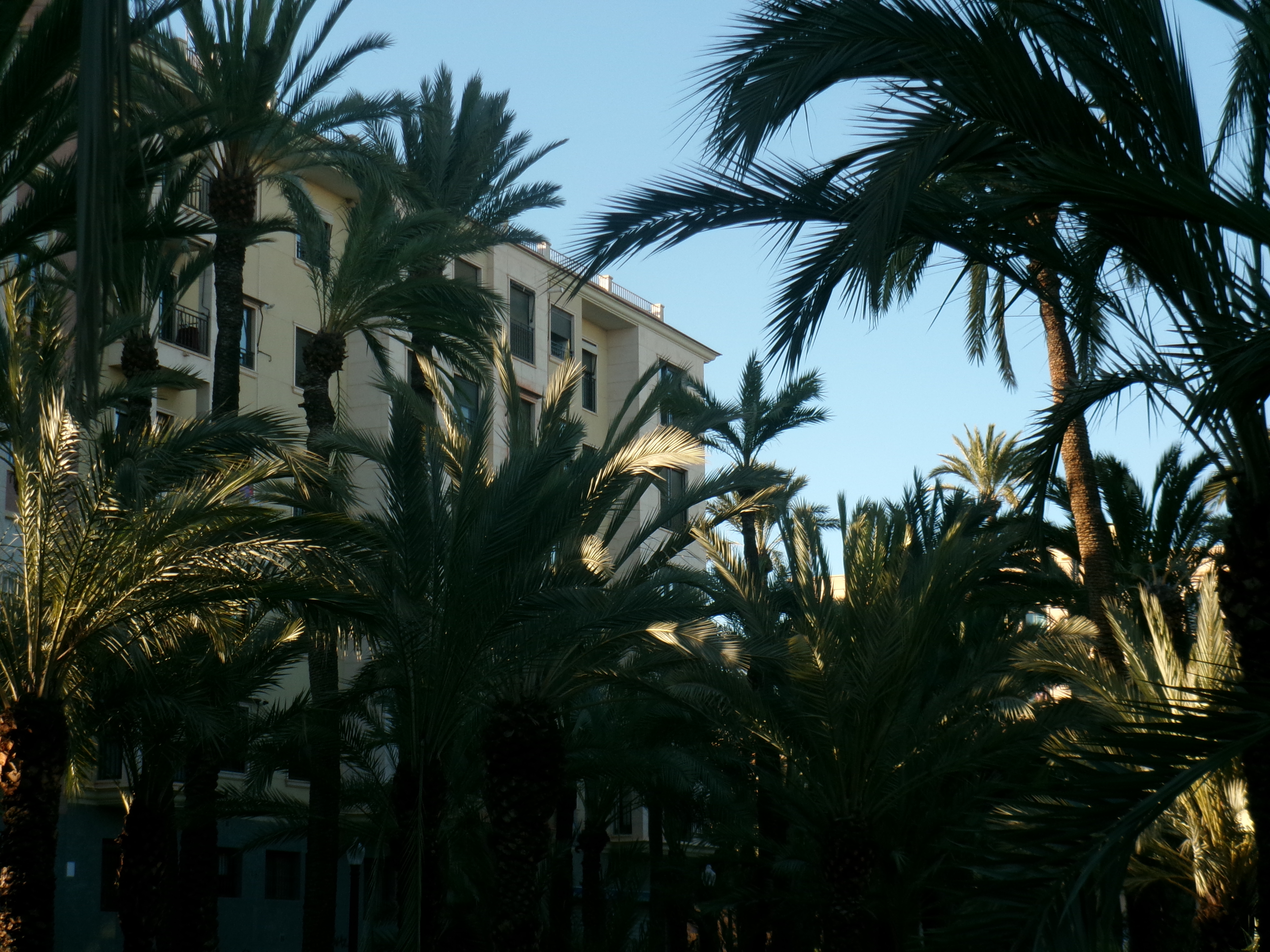 L'urbà entre les palmes