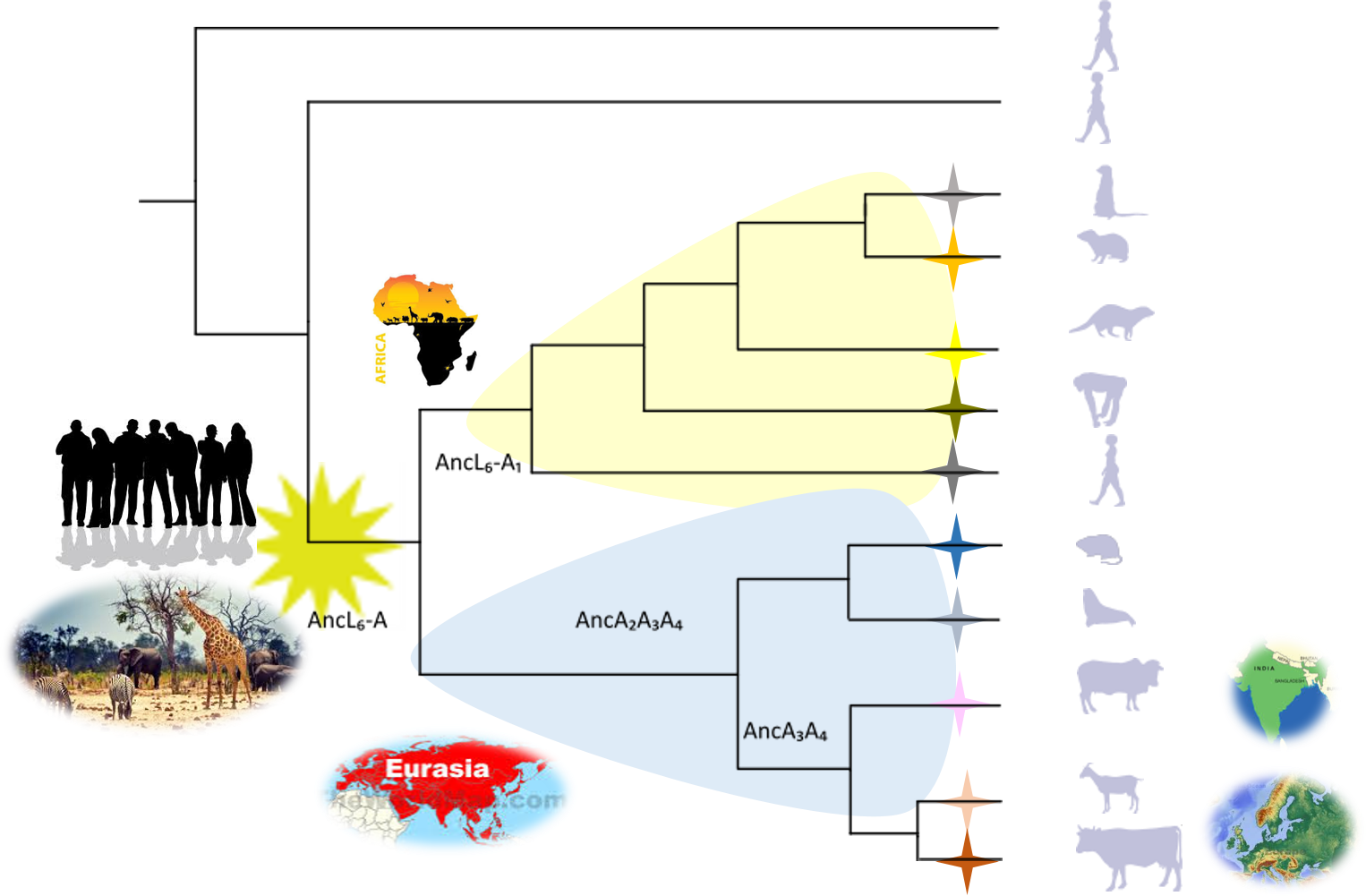 M. tuberculosis evolutionary history