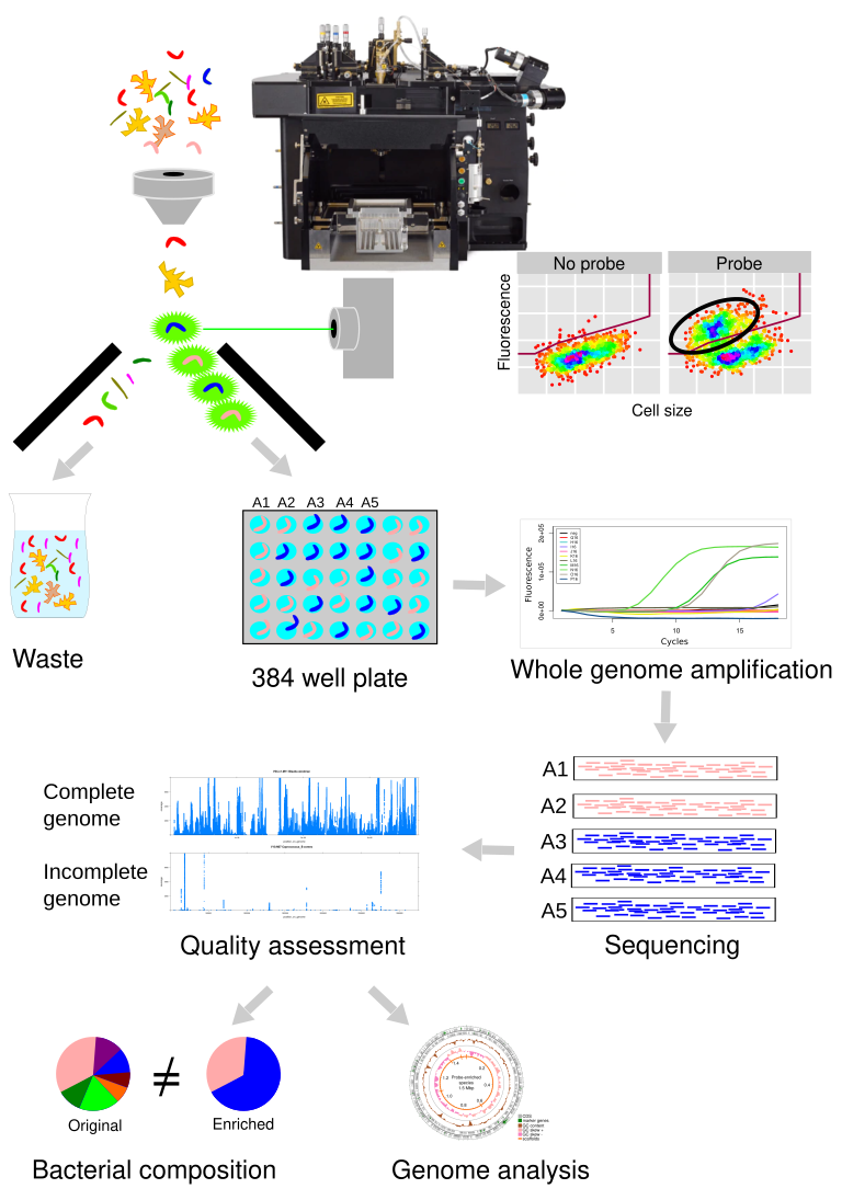 Microbial Single-Cell Genomics