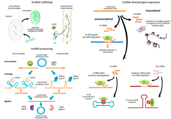 Viroids-host interactions