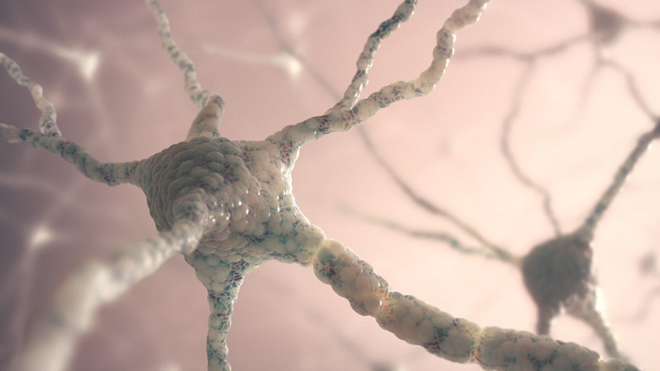 Neurones