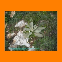 DSCN0042.jpg