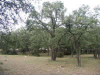 Carrascal adehesado