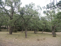 Carrascal adehesado