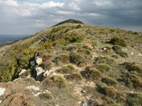 Erizal de Erinacea anthyllis