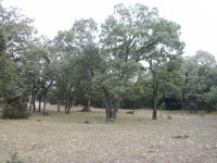 Carrascal adehesado