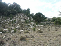 Bosque mixto de carrasca, pino silvestre