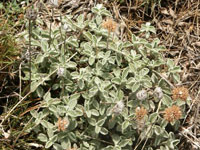 Marrubium vulgaris