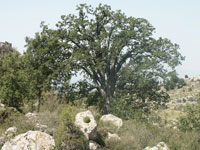 Quercus faginea