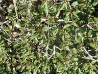 Rhamnus alaternus
