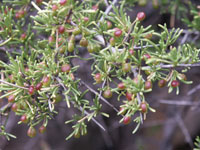 Rhamnus lycioides