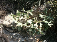 eryngium campestre