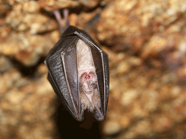 Rhinolophus_ferrumequinum_ferrumequinum.png