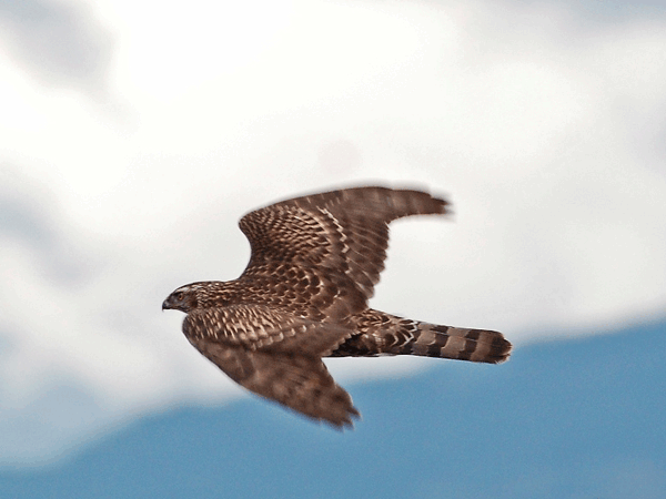 accipiter_gentilis.png