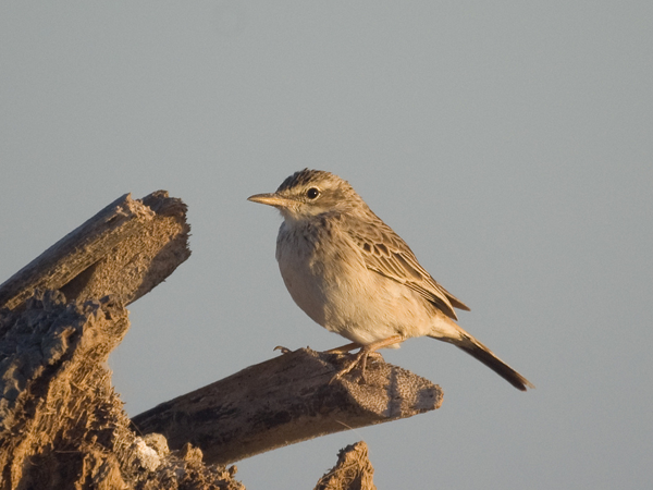 anthus_campestris.png
