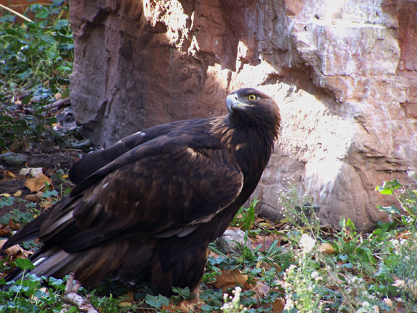 aquila_chrysaetos