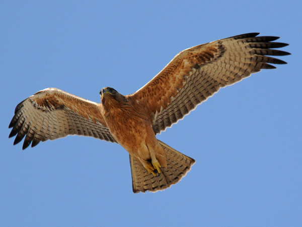 aquila_fasciata.png