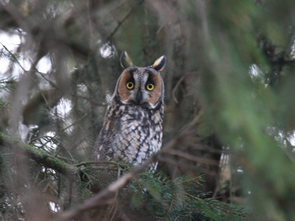 asio_otus.png
