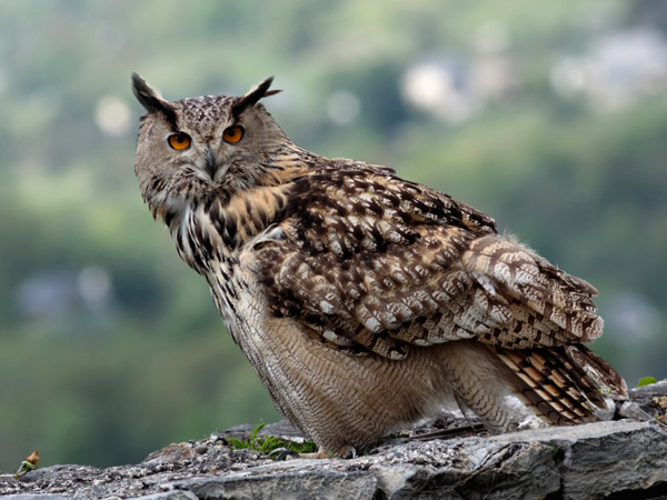 bubo_bubo.png