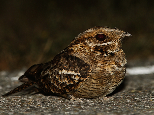 caprimulgus_ruficollis.png
