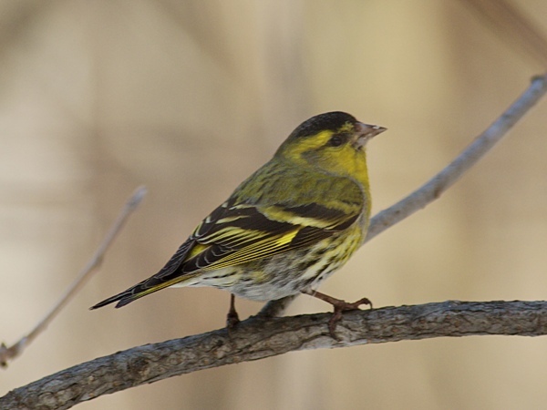 carduelis_spinus.png