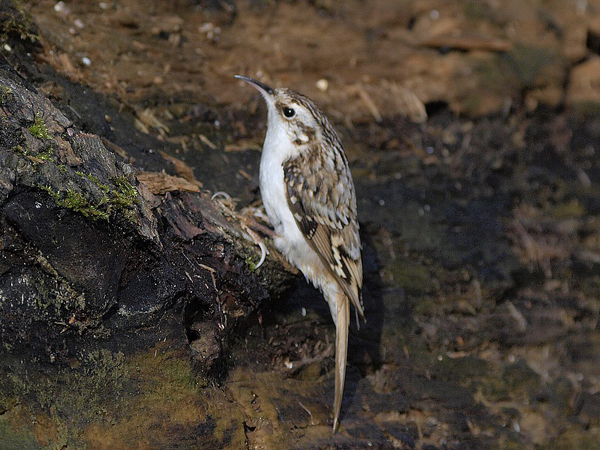 certhia_brachydactyla.png