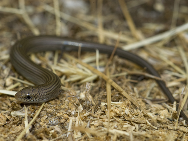 chalcides_bedriagai.png