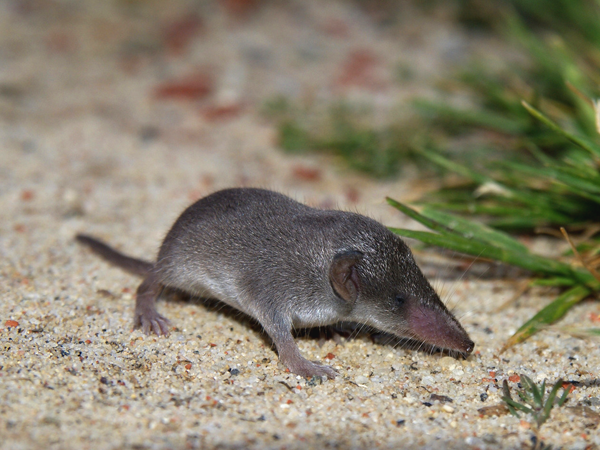 crocidura_russula.png