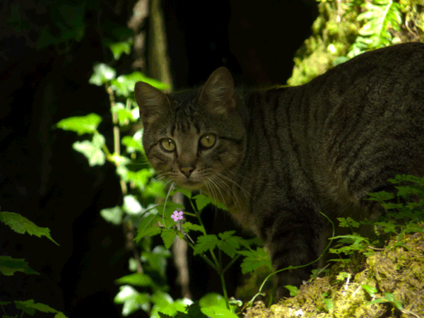 felis_silvestris.png