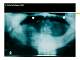 Diapositiva9.JPG