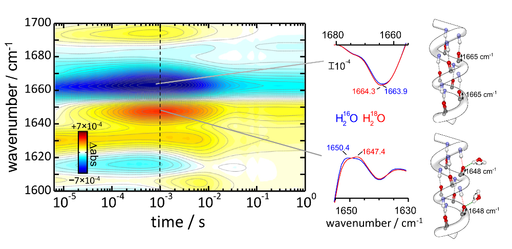 Water influx in channelrhodpsin-2